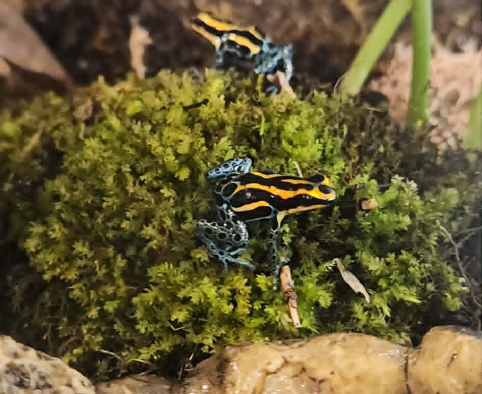 Ranitomeya amazonica Poison Dart Frog