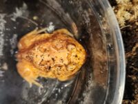 Strawberry Pacman Frog