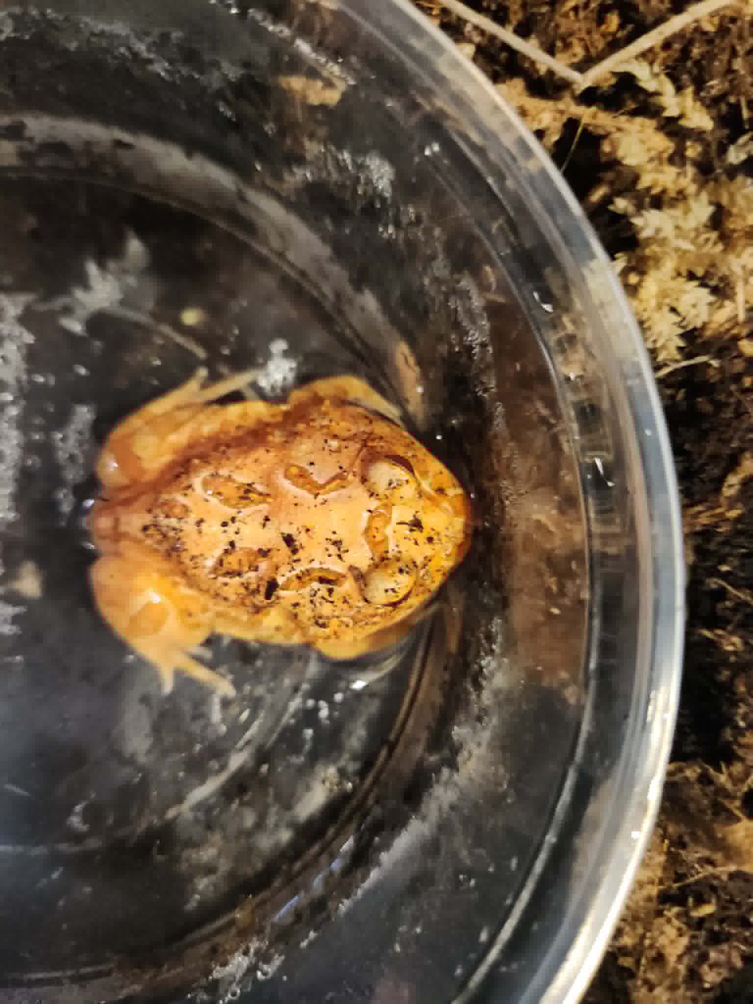 Strawberry Pacman Frog