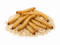 Giant Mealworms