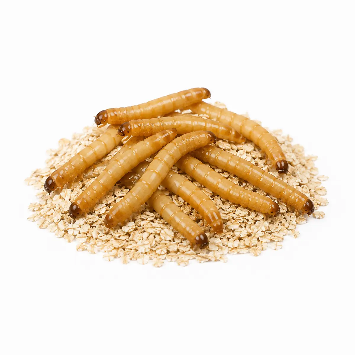 Giant Mealworms