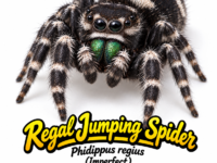 Regal Jumping Spider (Phidippus regius) (Imperfect)