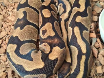 {{brizy_dc_image_alt entityId=