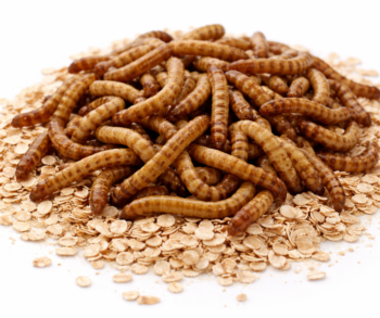 {{brizy_dc_image_alt entityId=