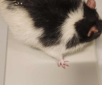 {{brizy_dc_image_alt entityId=