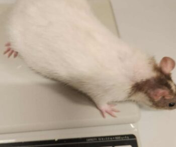 {{brizy_dc_image_alt entityId=