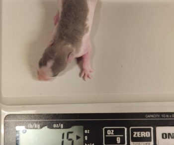 {{brizy_dc_image_alt entityId=