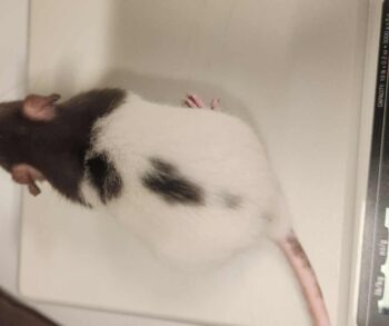 {{brizy_dc_image_alt entityId=