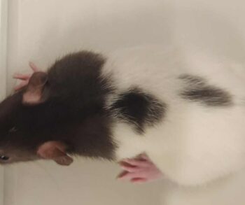 {{brizy_dc_image_alt entityId=