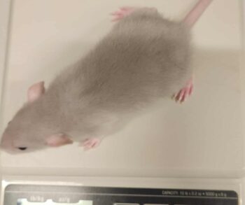 {{brizy_dc_image_alt entityId=