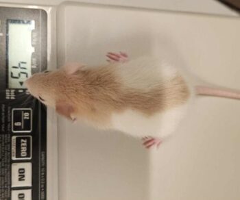 {{brizy_dc_image_alt entityId=