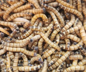 {{brizy_dc_image_alt entityId=