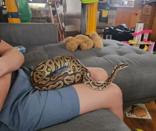 {{brizy_dc_image_alt imageSrc=