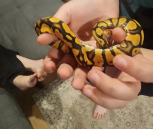 {{brizy_dc_image_alt imageSrc=